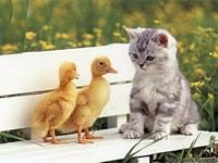 pic for cat and ducks